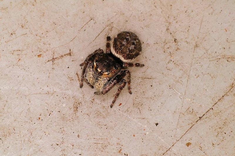 Simaetha_thoracica_D7874_Z_88_North Stradbroke island_Australie.jpg